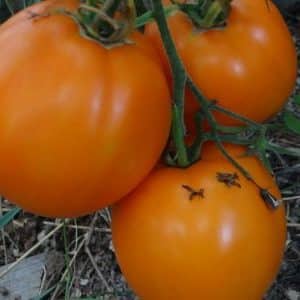 Why do summer residents like the Ilya Muromets tomato so much and how to grow it yourself on your own plot