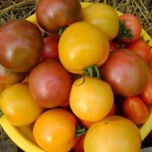 Why do summer residents like the Ilya Muromets tomato so much and how to grow it yourself on your own plot