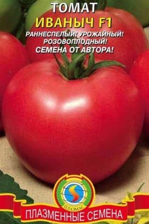 Follow the instructions and the hybrid tomato Ivanych f1 will surprise you with abundant fruiting in the garden or in the greenhouse