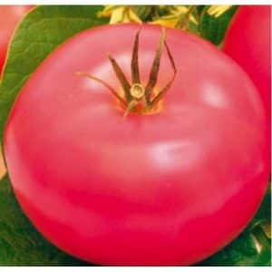 Follow the instructions and the hybrid tomato Ivanych f1 will surprise you with abundant fruiting in the garden or in the greenhouse