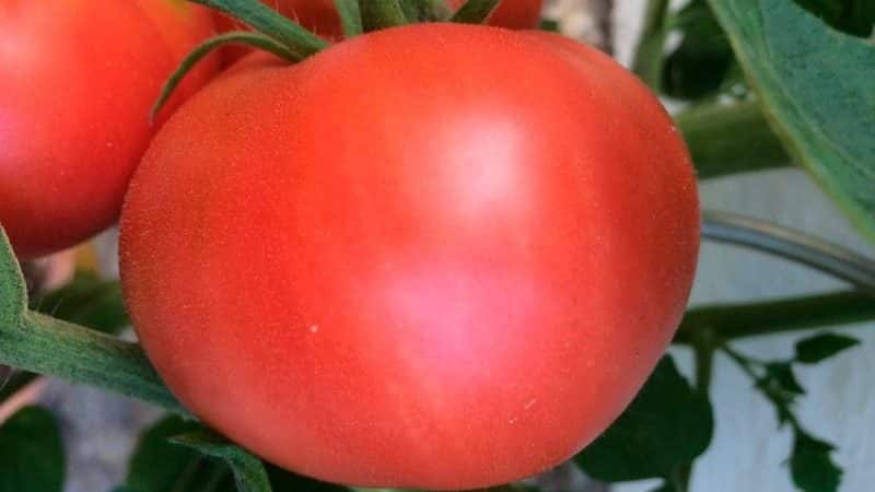 Follow the instructions and the hybrid tomato Ivanych f1 will surprise you with abundant fruiting in the garden or in the greenhouse