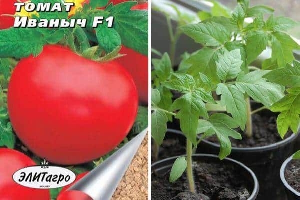 Follow the instructions and the hybrid tomato Ivanych f1 will surprise you with abundant fruiting in the garden or in the greenhouse