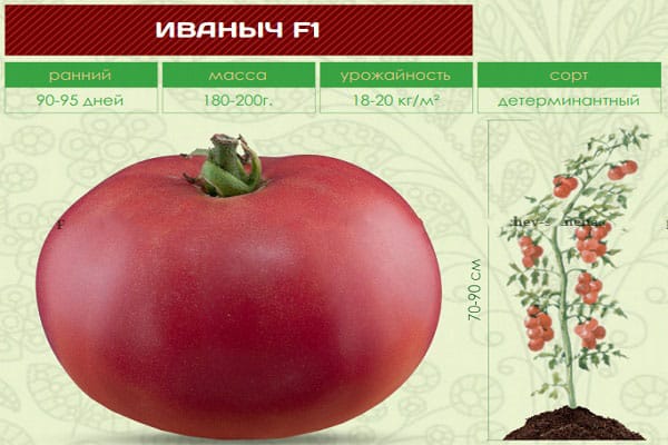 Follow the instructions and the hybrid tomato Ivanych f1 will surprise you with abundant fruiting in the garden or in the greenhouse