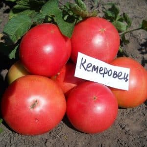 A variety that you will definitely be satisfied with - the Kemerovo tomato and the secrets of proper care for it