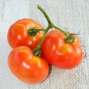 A variety that you will definitely be satisfied with - the Kemerovo tomato and the secrets of proper care for it