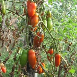 Can the Handsome tomato not only decorate your garden bed, but also produce a good harvest?