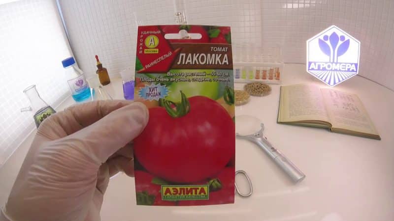 Does the Lakomka tomato live up to its name and what do vegetable growers say about the variety?