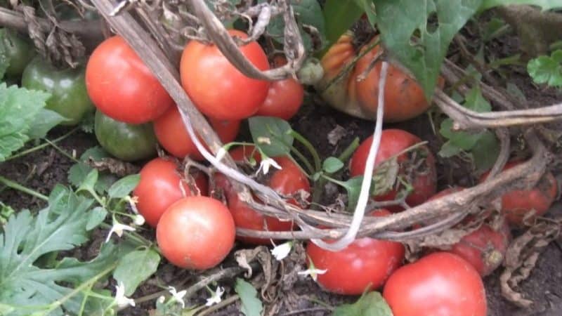 Does the Lakomka tomato live up to its name and what do vegetable growers say about the variety?