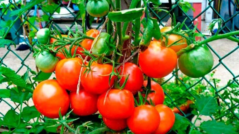 Does the Lakomka tomato live up to its name and what do vegetable growers say about the variety?