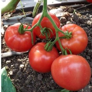 How to properly grow tomato Lvovich f1: instructions from experienced agricultural technicians for maximum yield