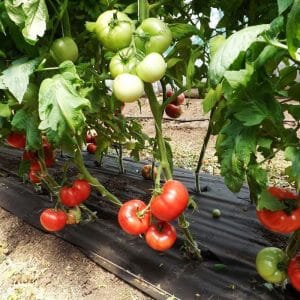 How to properly grow tomato Lvovich f1: instructions from experienced agricultural technicians for maximum yield