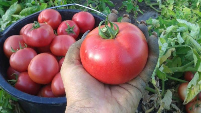 How to properly grow tomato Lvovich f1: instructions from experienced agricultural technicians for maximum yield