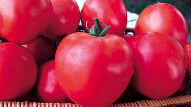 Raspberry miracle tomato series: why they are so good, why they are worth growing and how to do it correctly