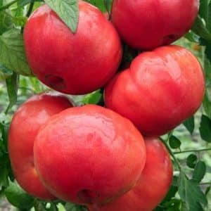 Raspberry miracle tomato series: why they are so good, why they are worth growing and how to do it correctly