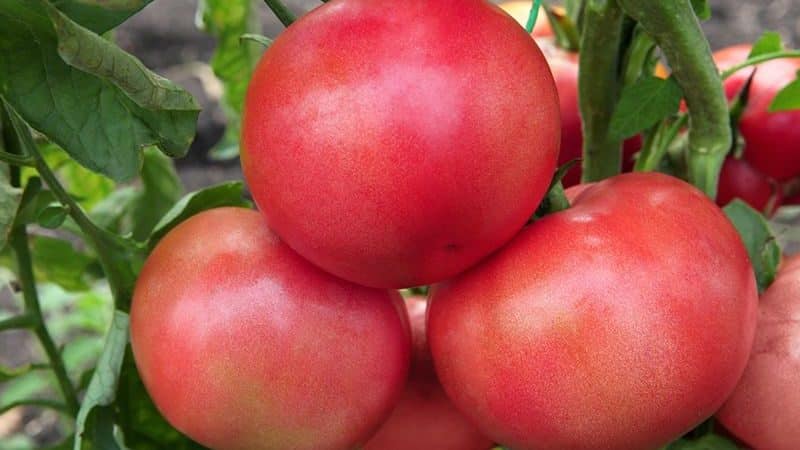 Raspberry miracle tomato series: why they are so good, why they are worth growing and how to do it correctly