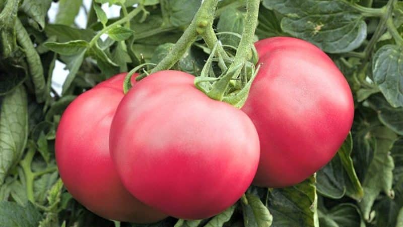 Raspberry miracle tomato series: why they are so good, why they are worth growing and how to do it correctly