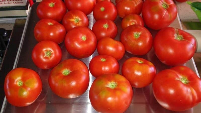 Review of the Moskvich tomato variety: pros and cons, as well as how to get a good harvest