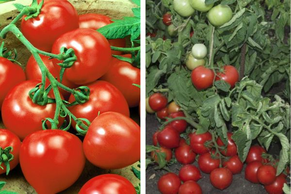Does the My Love tomato live up to its name: the pros and cons of the hybrid