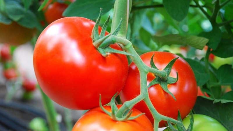 How to grow a Nadezhda f1 tomato: fast-growing, early-ripening and rewarding with a rich harvest