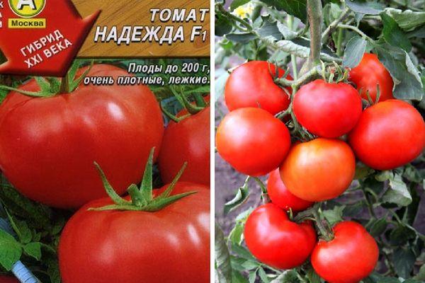 How to grow a Nadezhda f1 tomato: fast-growing, early-ripening and rewarding with a rich harvest