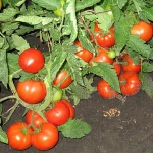 A guide for beginner gardeners: growing hybrid tomato Nasha Masha f1