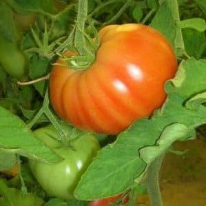 A guide for beginner gardeners: growing hybrid tomato Nasha Masha f1