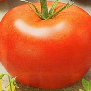 A guide for beginner gardeners: growing hybrid tomato Nasha Masha f1