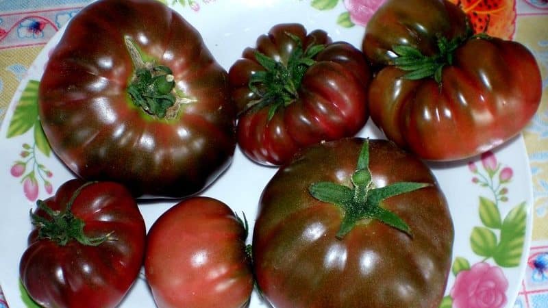 Why farmers love the Orange Elephant tomato so much