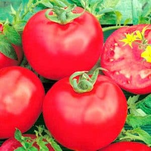 Sweet hybrid variety of pink tomato Pink Lady f1: what is good and why it is worth trying to grow it