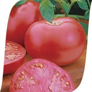 Sweet hybrid variety of pink tomato Pink Lady f1: what is good and why it is worth trying to grow it