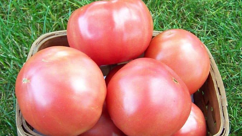 Sweet hybrid variety of pink tomato Pink Lady f1: what is good and why it is worth trying to grow it