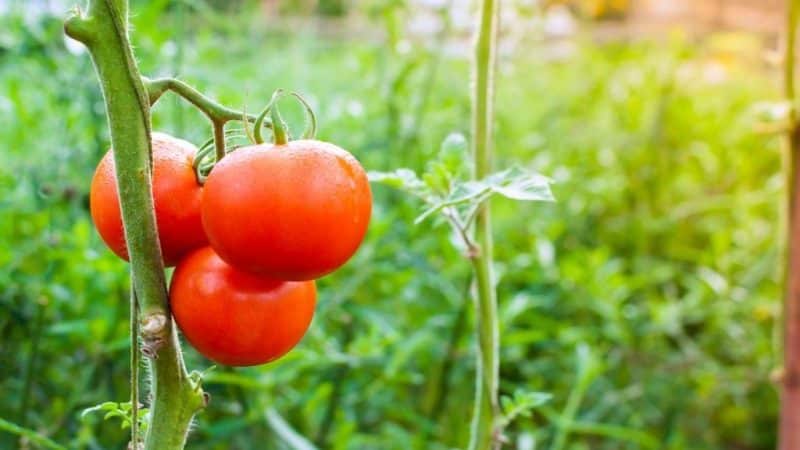 A gift from Dutch breeders - the President tomato: a detailed description of the hybrid and the secrets of caring for it