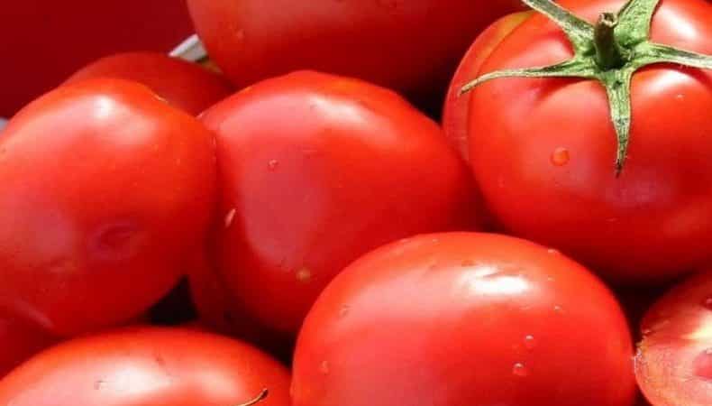 A gift from Dutch breeders - the President tomato: a detailed description of the hybrid and the secrets of caring for it