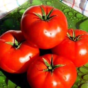 A gift from Dutch breeders - the President tomato: a detailed description of the hybrid and the secrets of caring for it