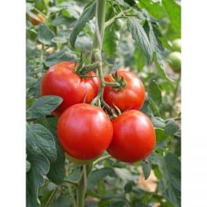 A gift from Dutch breeders - the President tomato: a detailed description of the hybrid and the secrets of caring for it