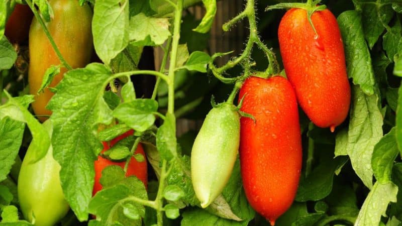 A good choice for a picky summer resident - the Peter the Great tomato and the secrets of increasing its yield