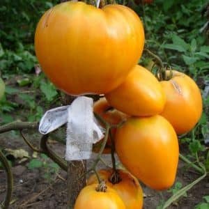 Tasty and time-tested tomato Heart of Ashgabat: review of the variety and the basics of its cultivation