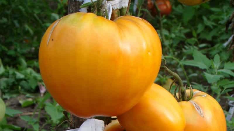 Tasty and time-tested tomato Heart of Ashgabat: review of the variety and the basics of its cultivation