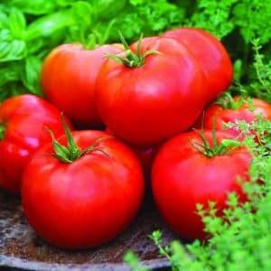 A young variety that has become a favorite among gardeners - the Siberian Apple tomato.
