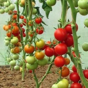 A young variety that has become a favorite among gardeners - the Siberian Apple tomato.