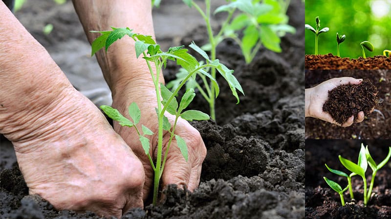 Resistant and easy to care for, the Sibiryak tomato is ideal for growing in regions with harsh climates