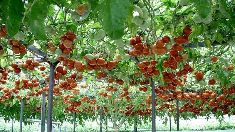 Octopus - a real tomato tree with a gigantic harvest