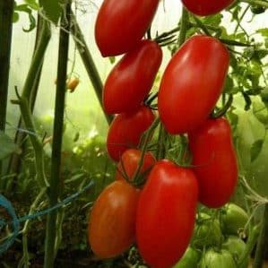 How to care for a tomato Sprut Slivka in open ground and greenhouse