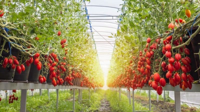 How to care for a tomato Sprut Slivka in open ground and greenhouse