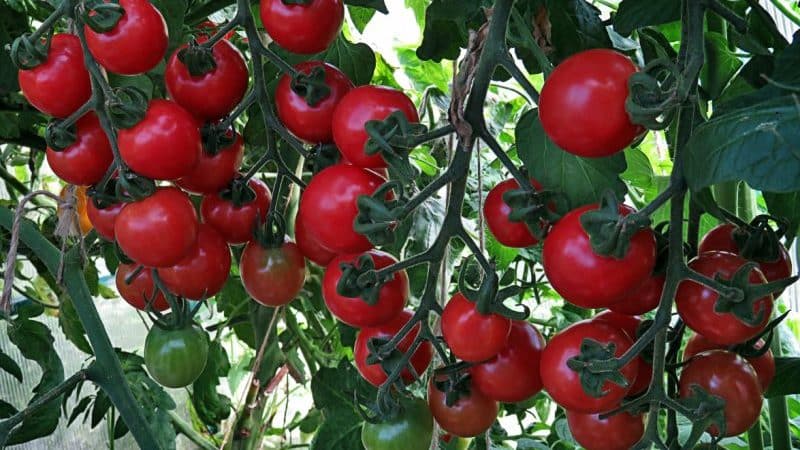 How to care for a tomato Sprut Slivka in open ground and greenhouse