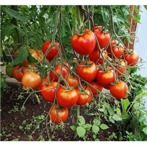 Hybrid recommended by summer residents - tomato Tarasenko 2 and its positive qualities