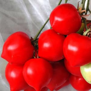 Hybrid recommended by summer residents - tomato Tarasenko 2 and its positive qualities