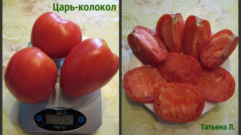 Large-fruited variety with a delicate taste for dietary nutrition - Tsar Bell tomato