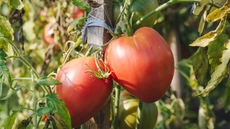 We learn from experienced summer residents how to plant tomatoes correctly: an analysis of the nuances and a step-by-step description of the process