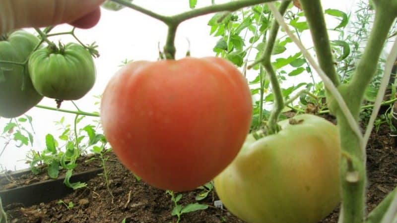 Large-fruited variety with a delicate taste for dietary nutrition - Tsar Bell tomato